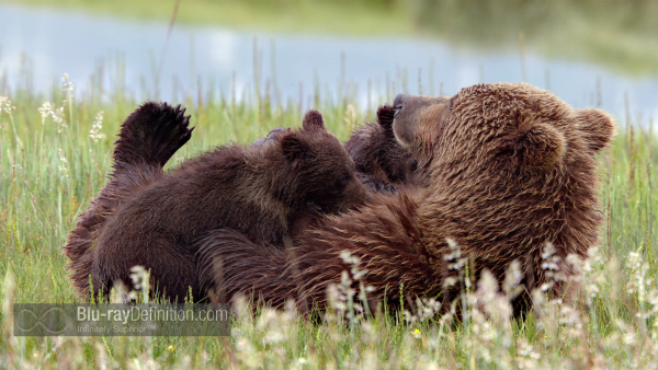 Disneynature-bears-BD_10