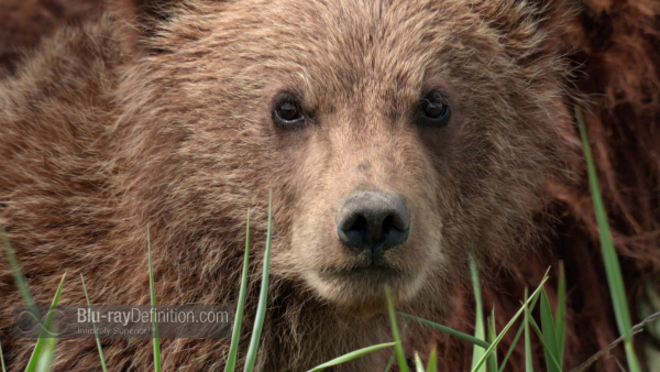 Disneynature-bears-BD_12