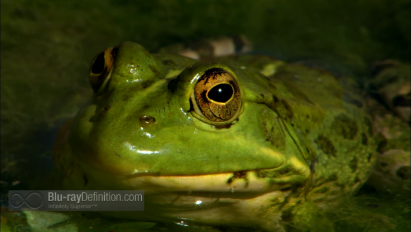 Nature-Fabulous-Frogs-BD_01