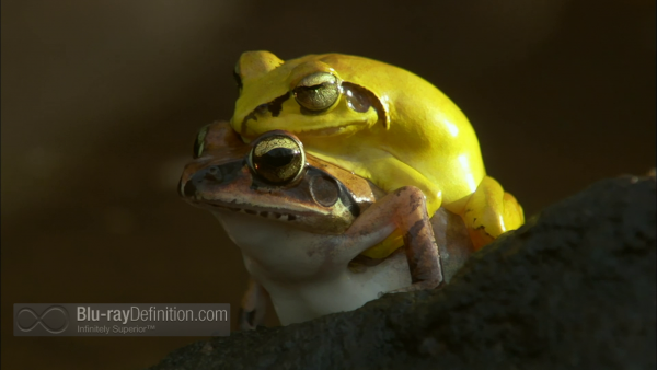 Nature-Fabulous-Frogs-BD_07