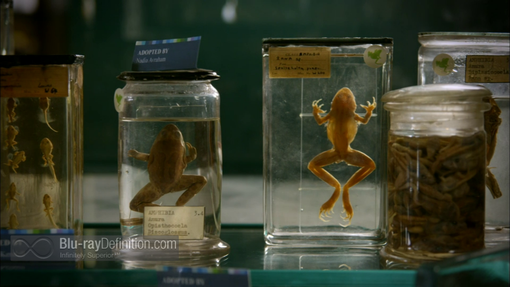 Nature Fabulous Frogs Bluray Review TheaterByte