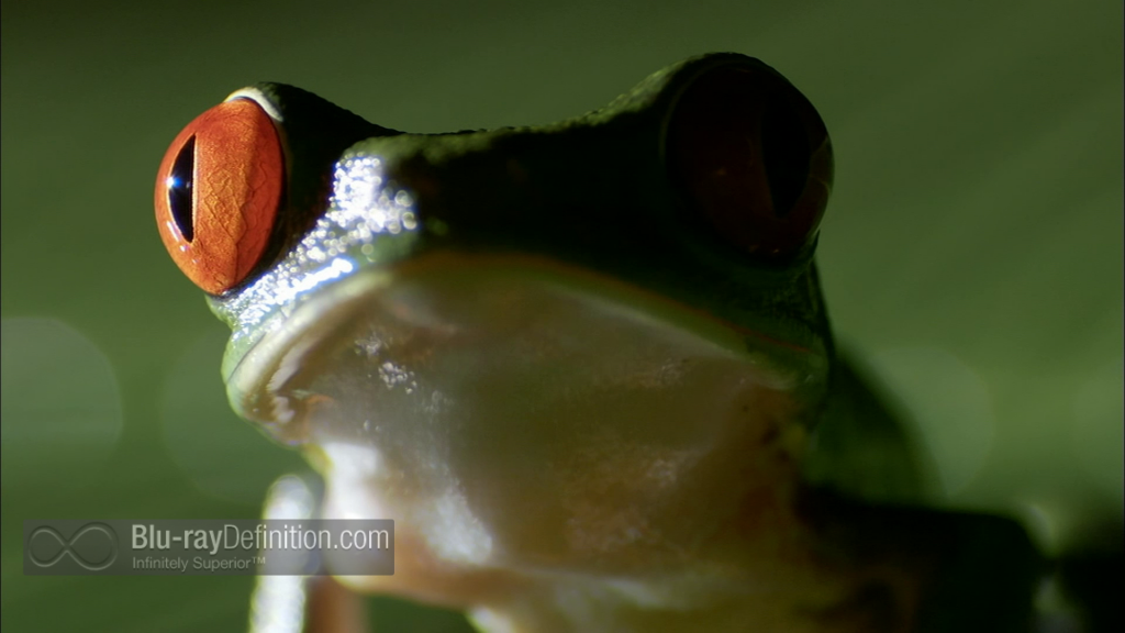 Nature Fabulous Frogs Bluray Review TheaterByte