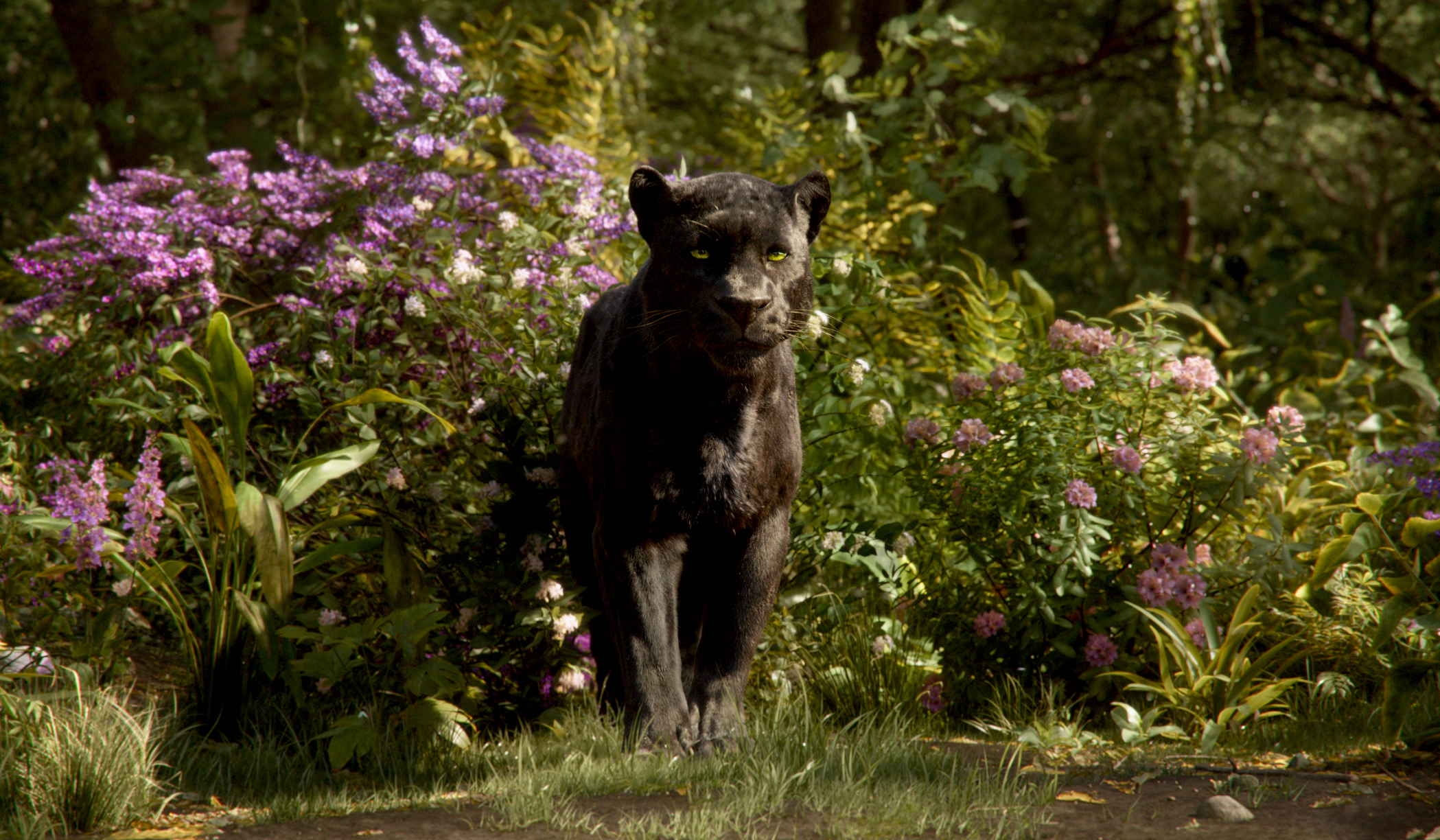THE JUNGLE BOOK - (PICTURED) BAGHEERA. ©2016 Disney Enterprises, Inc. All Rights Reserved.