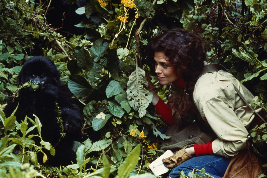 Actress Sigourney Weaver on the set of the film Gorillas in the Mist, directed by Michael Apted. (Photo by Murray Close/Sygma/Sygma via Getty Images)