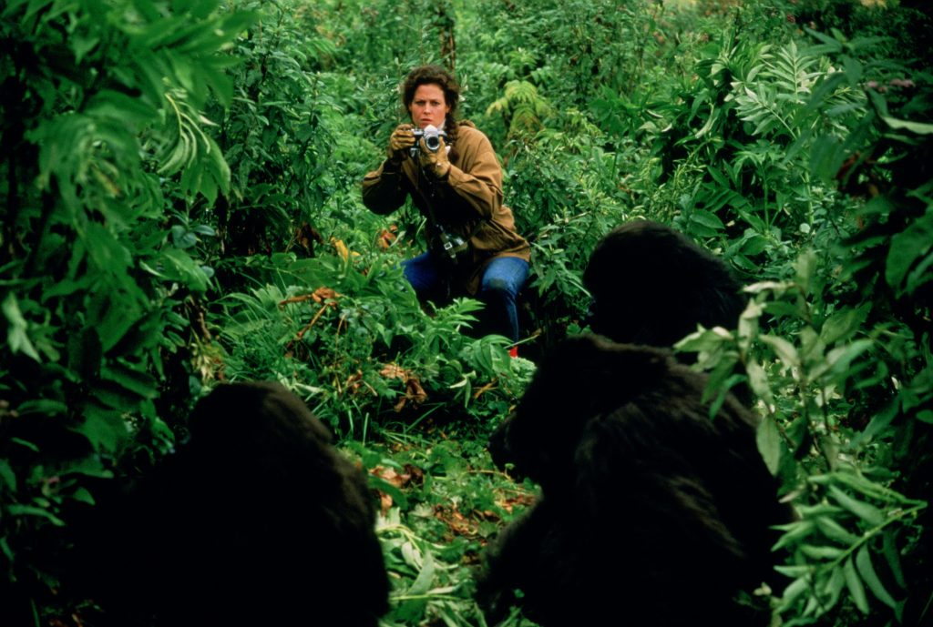 American actress Sigourney Weaver as naturalist Dian Fossey, studying the Mountain Gorilla in Rwanda in the film 'Gorillas in the Mist', 1988. (Photo by Murray Close/Getty Images)