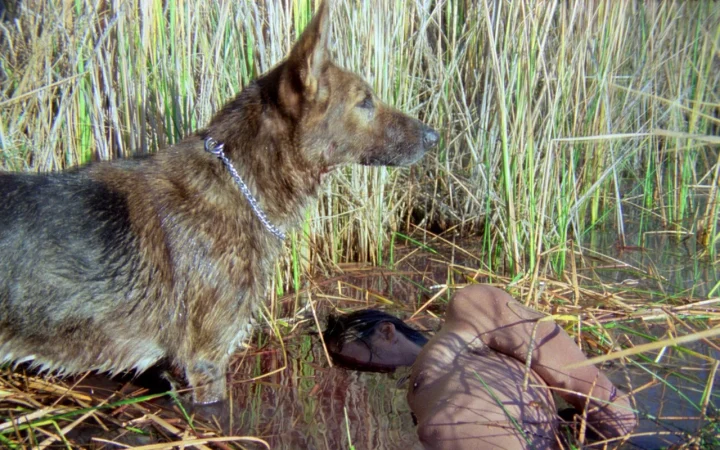 A Dog Called... Vengeance (1977)